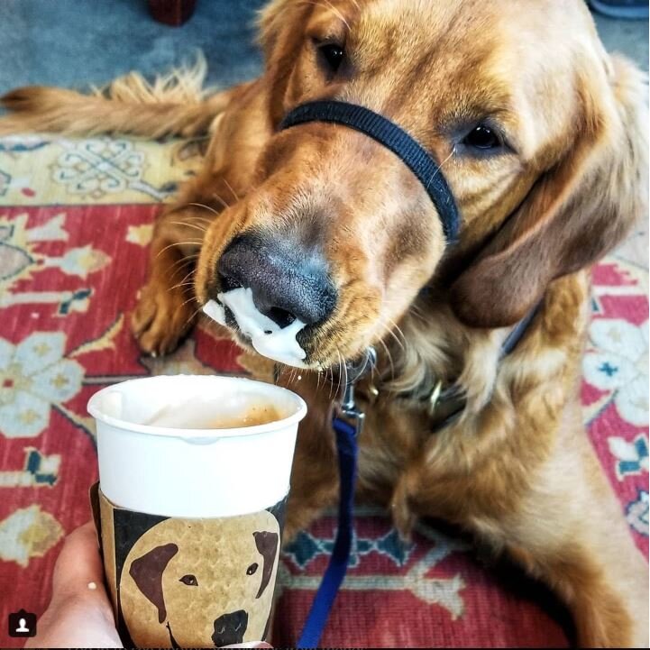 A golden retriever lays on a rug in a coffee shop with latte foam on his nose