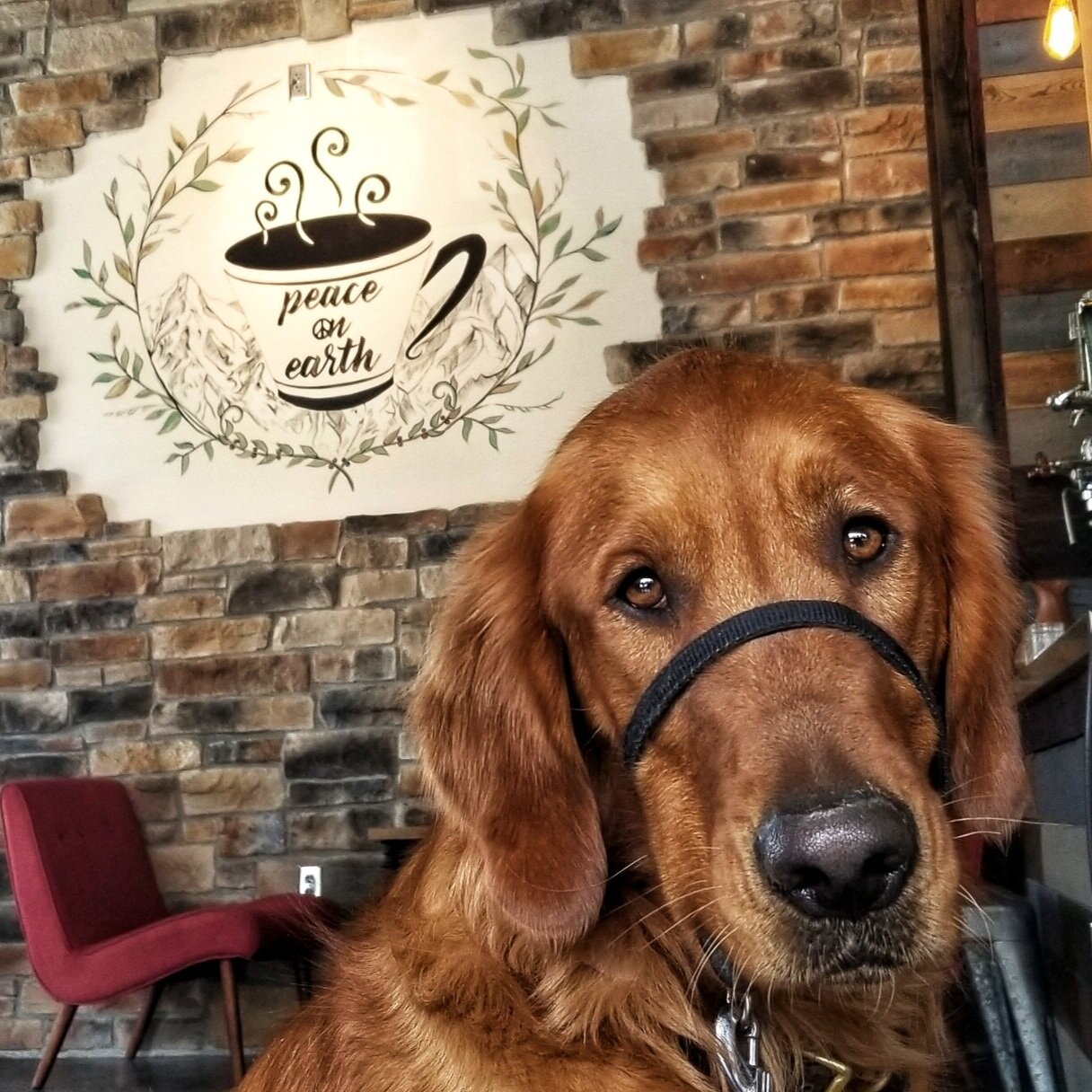 A golden retriever sits in front of a brick wall in a coffee shop