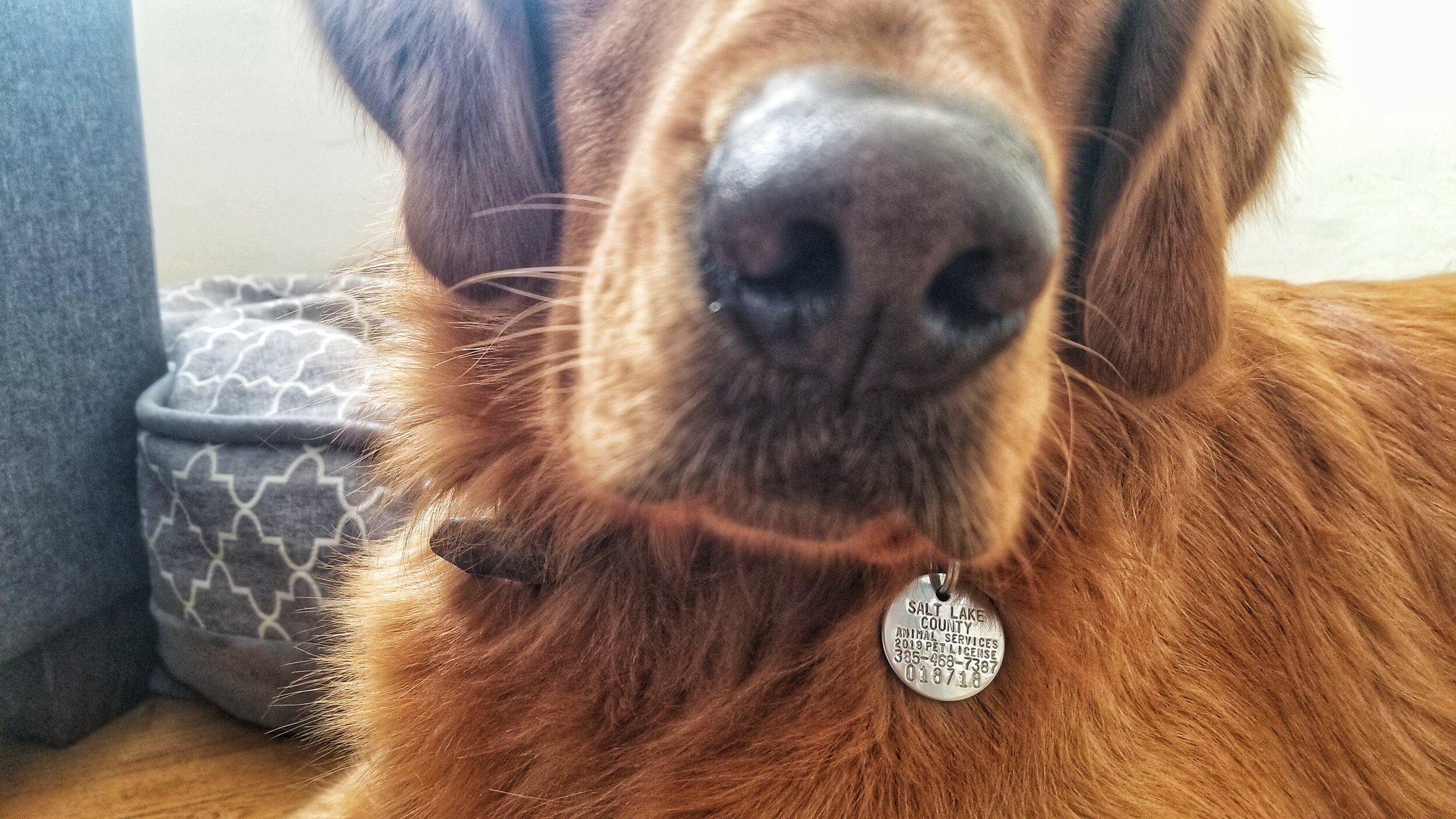 A zoomed in picture on the neck of a golden retriever shows a shiny silver dog license tag