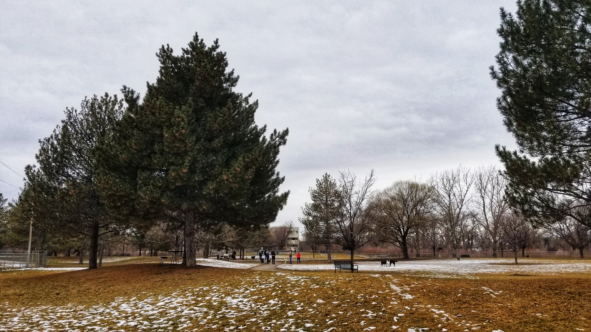 A view of a dog park during winter