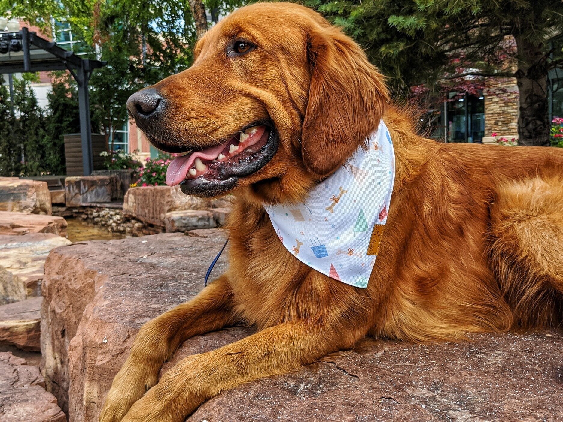 A golden retriever looks off to the side while sitting on a large rock. He is wearing a birthday themed bandana.