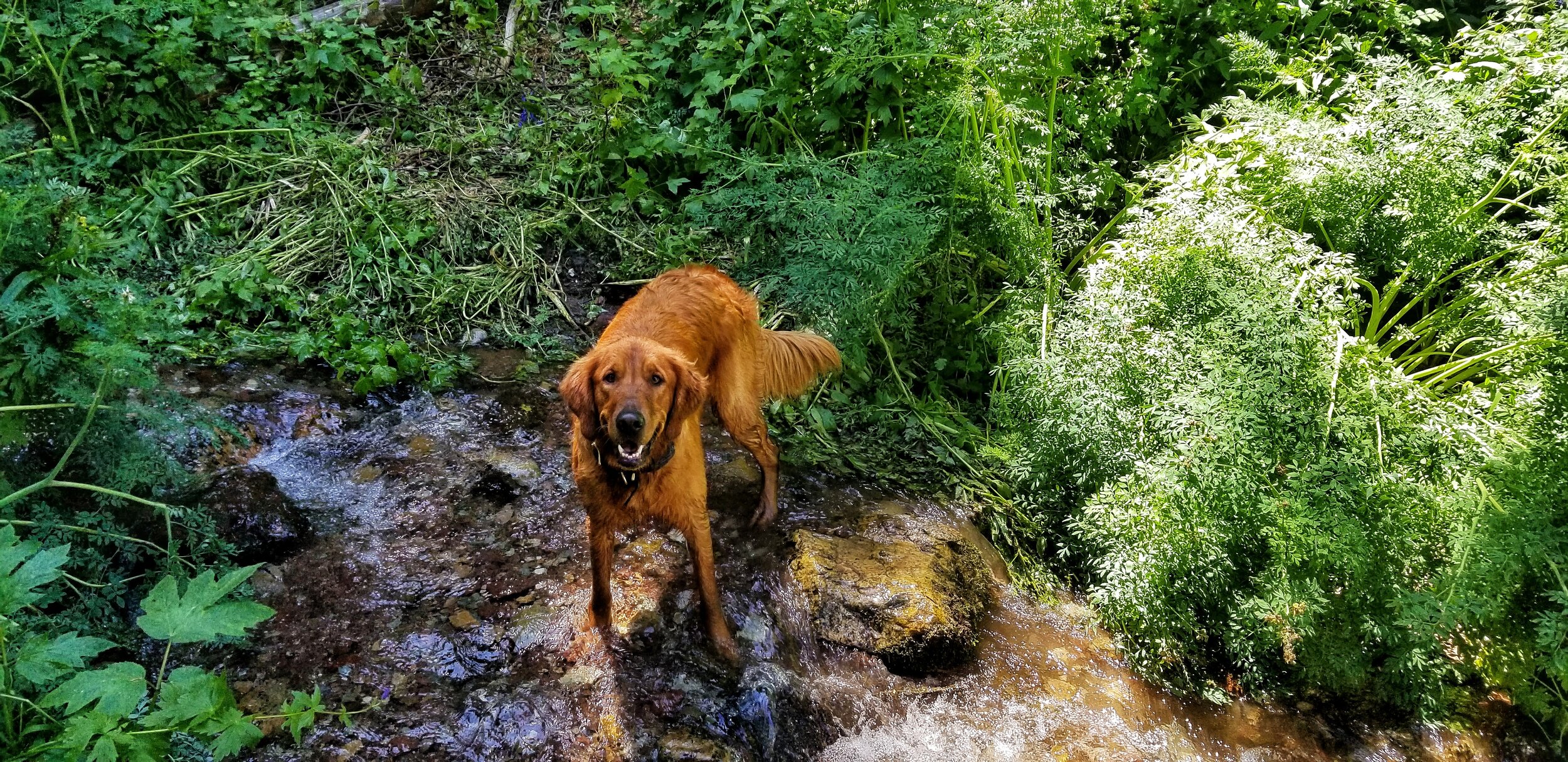 A golden retriever stands in a creek surrounded by lush greenery and looks up at the camera