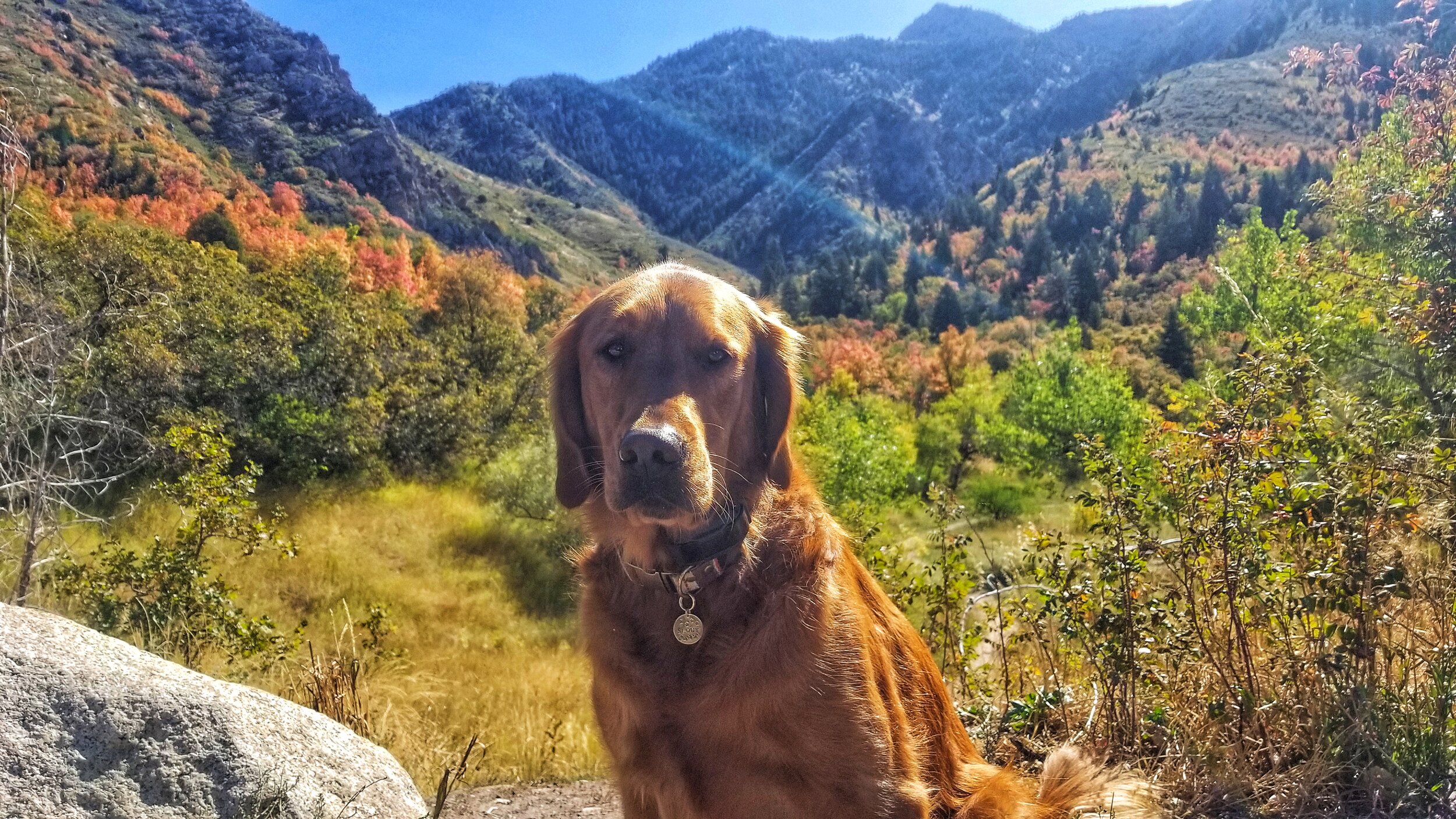 A golden retriever sits in front of a mountain canyon during the fall