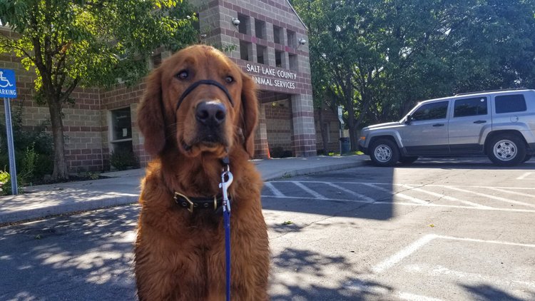 Where To Adopt A Dog In Salt Lake City