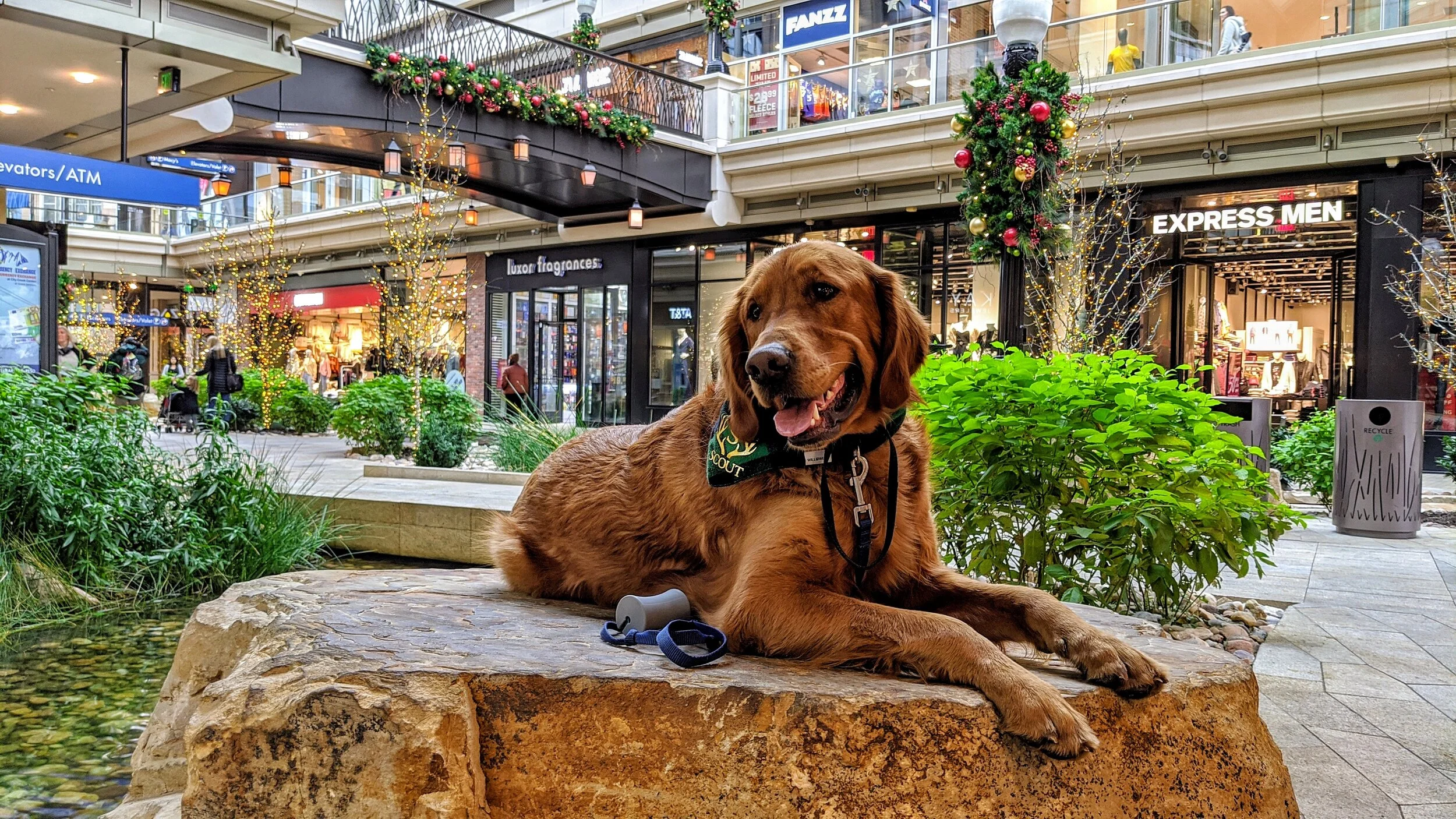 city mall pet friendly
