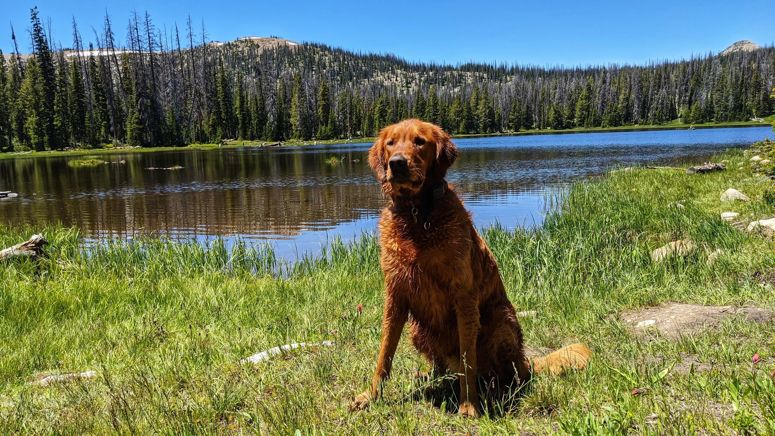 Dog Friendly Lakes And Reservoirs Near Salt Lake City — Dog Friendly SLC