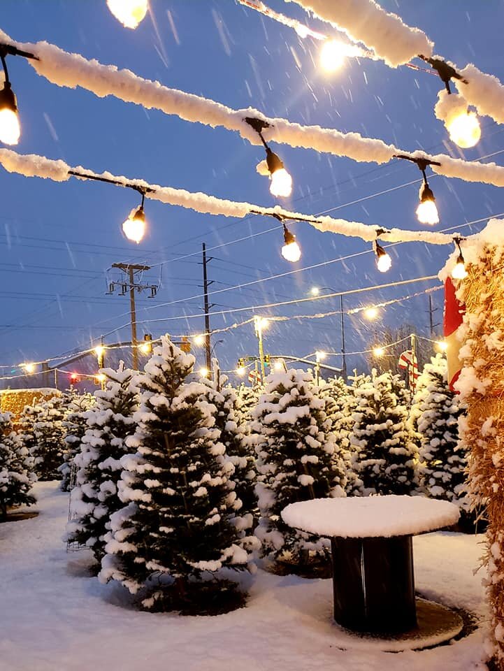 Snow falls on a Christmas tree lot with lights glowing overhead