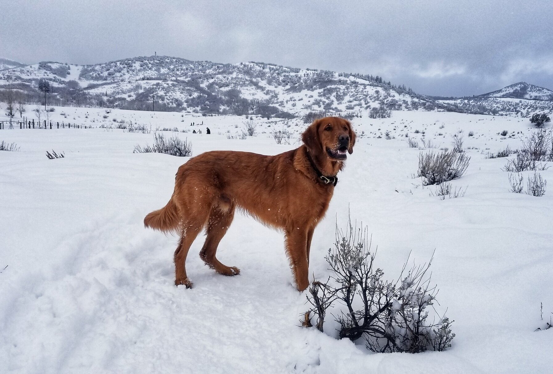 Golden retriever Scout stands in snow in the mountains