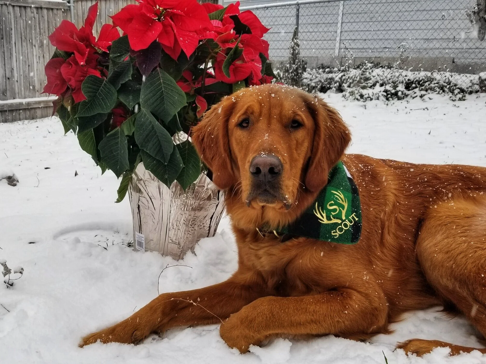 Dog Friendly Resources in Salt Lake City — Dog Friendly SLC