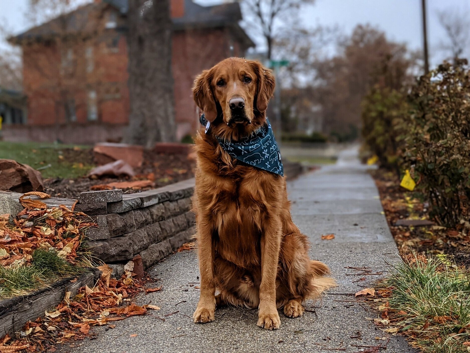 Golden retriever Scout sits on a sidewalk on a gloomy fall day. He is wearing a teal bandana with bears on it.