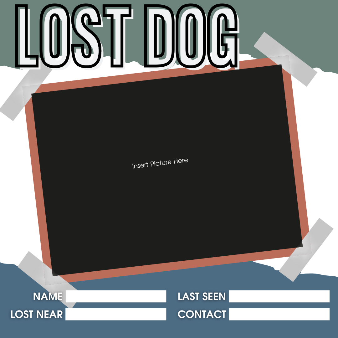 Lost Dog Insta Feed