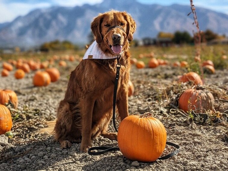 Golden retriever Scout sits smiling at the camera in a pumpkin field at Mabey Farms. You can see the Wasatch mountains in the distance.