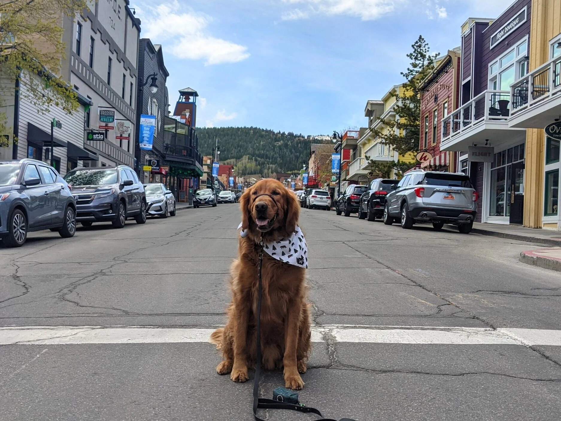 Top 5 Dog Friendly Vacation Rentals in Park City — Dog Friendly SLC