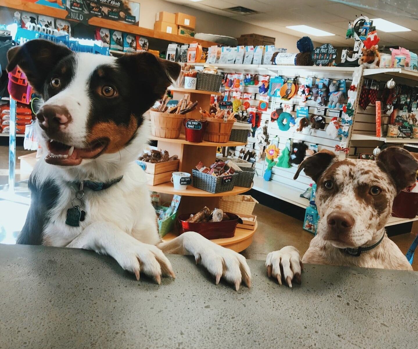 Two dogs place their paws on the counter at The Dog’s Meow pet store in Draper, Utah