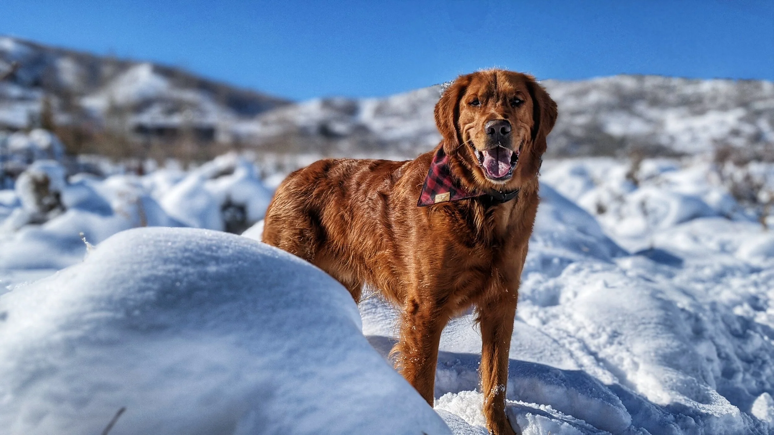 Park City Dog Parks — Dog Friendly SLC