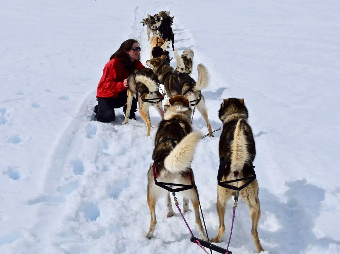 Dog Sledding In Park City, Utah — Dog Friendly SLC