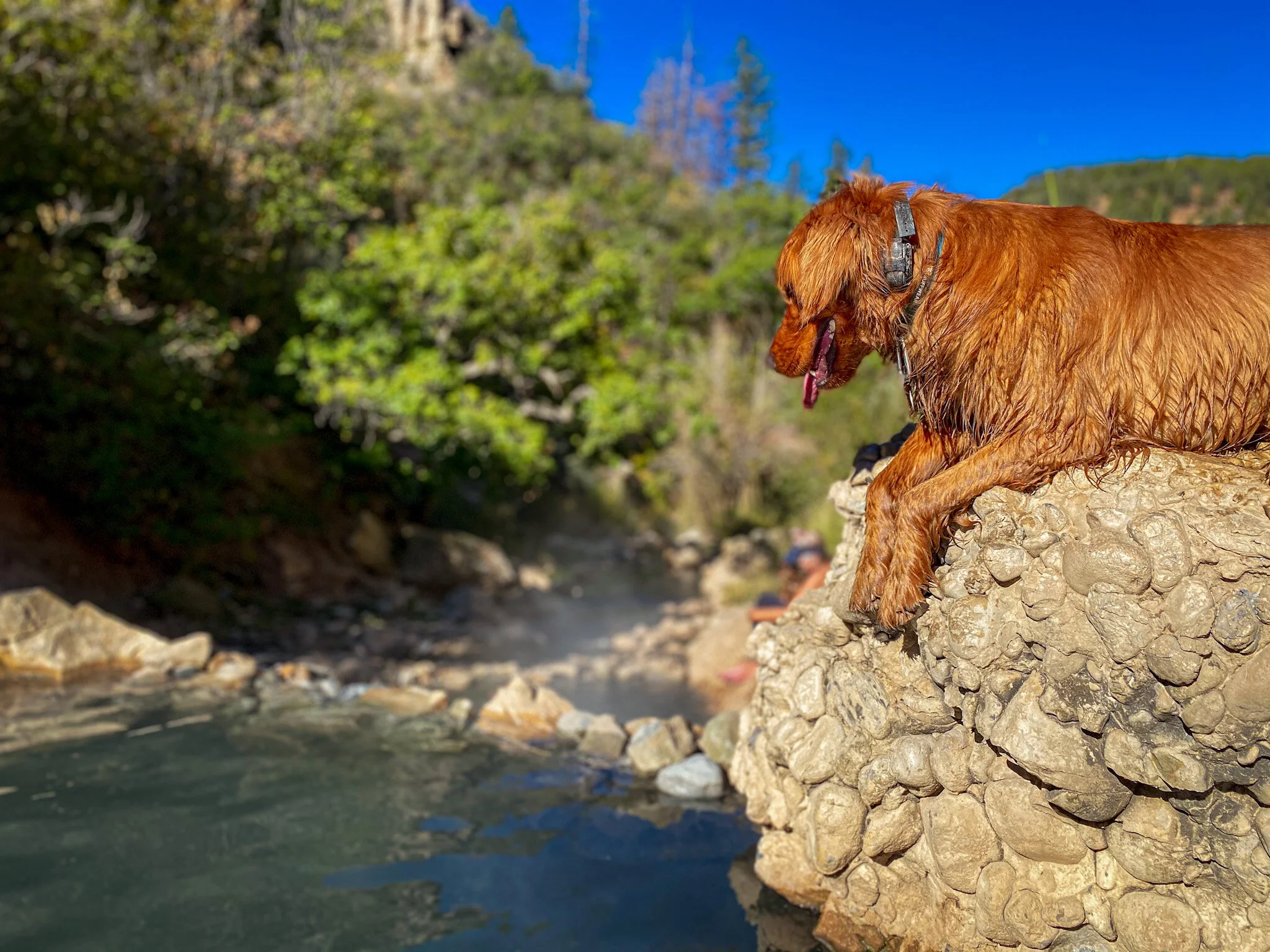5 Dog Friendly Natural Hot Springs in Utah — Dog Friendly SLC