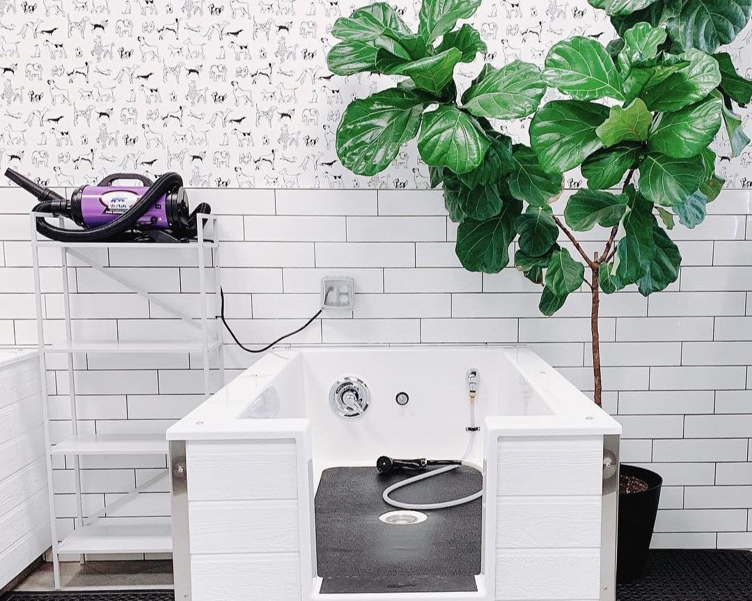 Where to Find Self Serve Dog Washes Around Salt Lake City — Dog