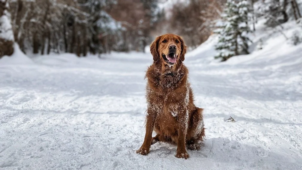 dog friendly winter hikes