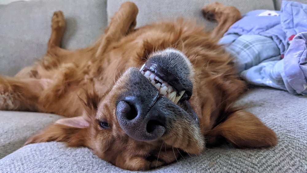 Affordable Dog Dental Care Around Salt Lake City — Dog Friendly SLC