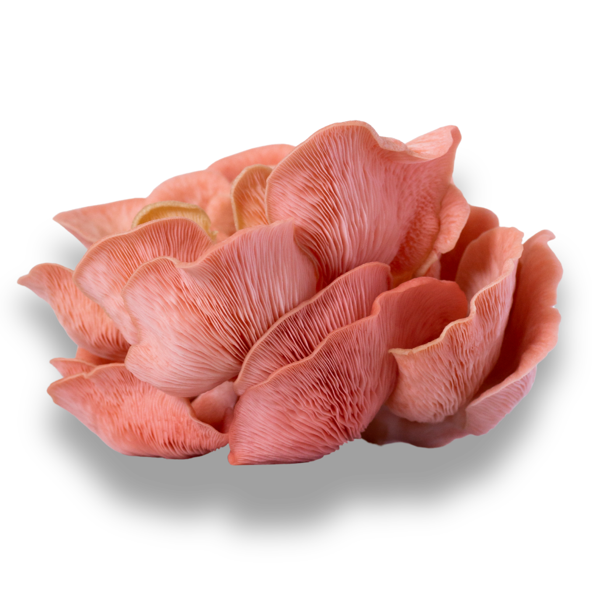 pink oyster mushrooms grown on Oʻahu.