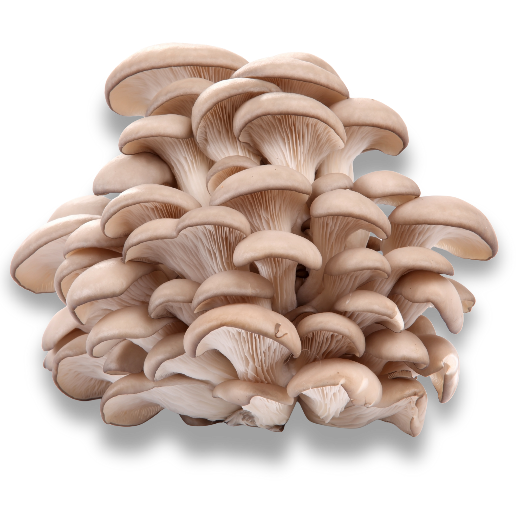 Fresh popham elm oyster mushrooms grown on Oʻahu.
