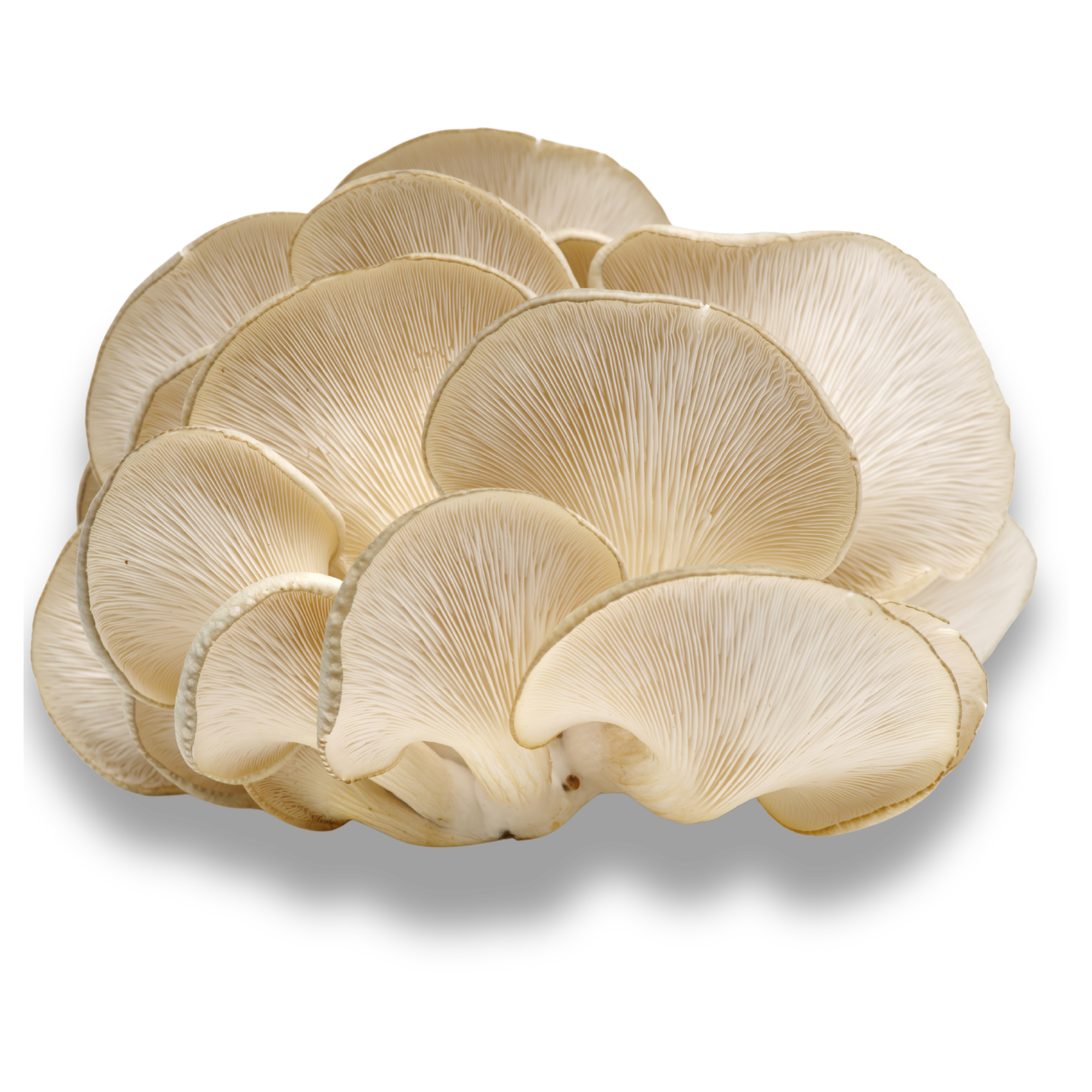 snow oyster mushrooms grown on Oʻahu.