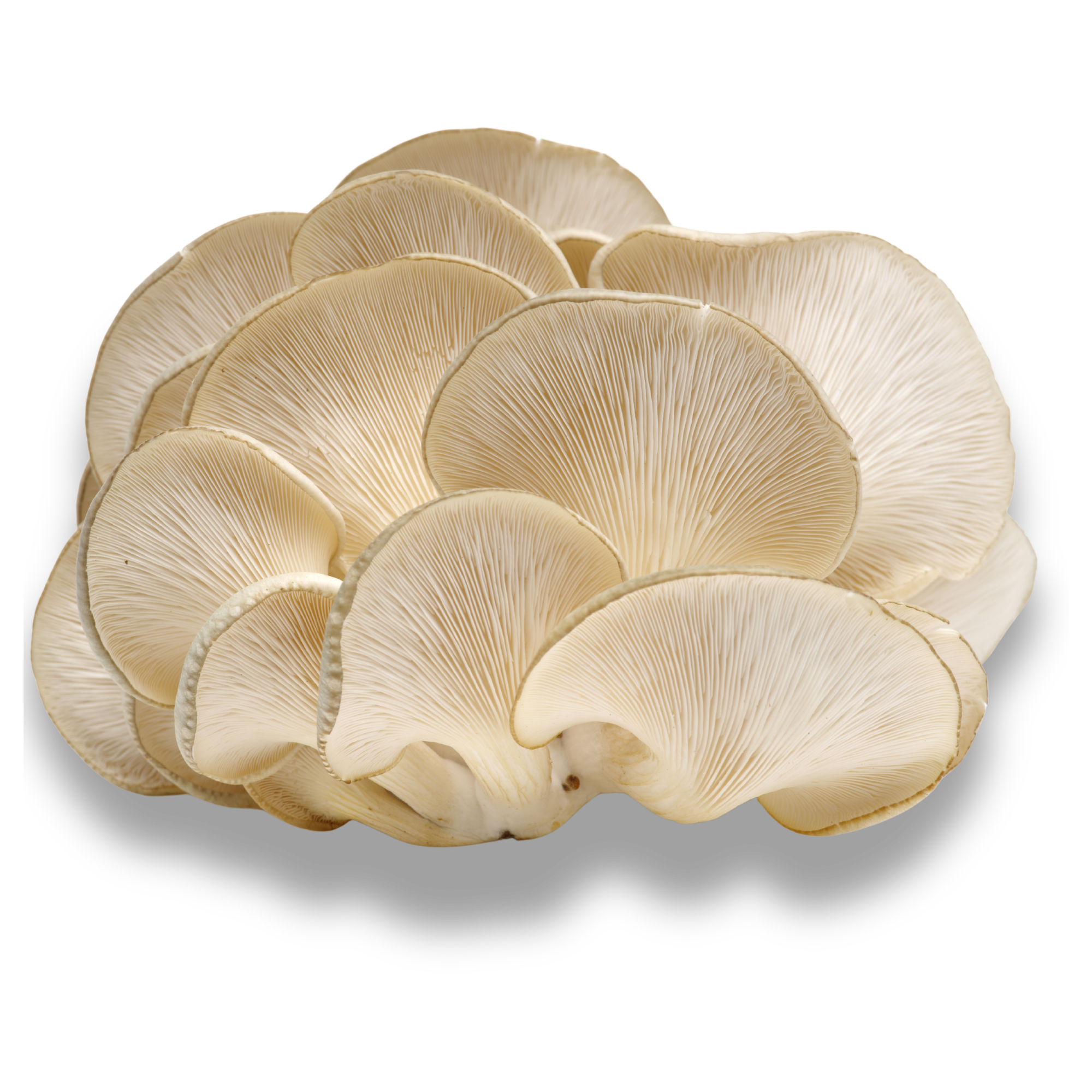 Fresh snow oyster mushrooms grown on Oʻahu.