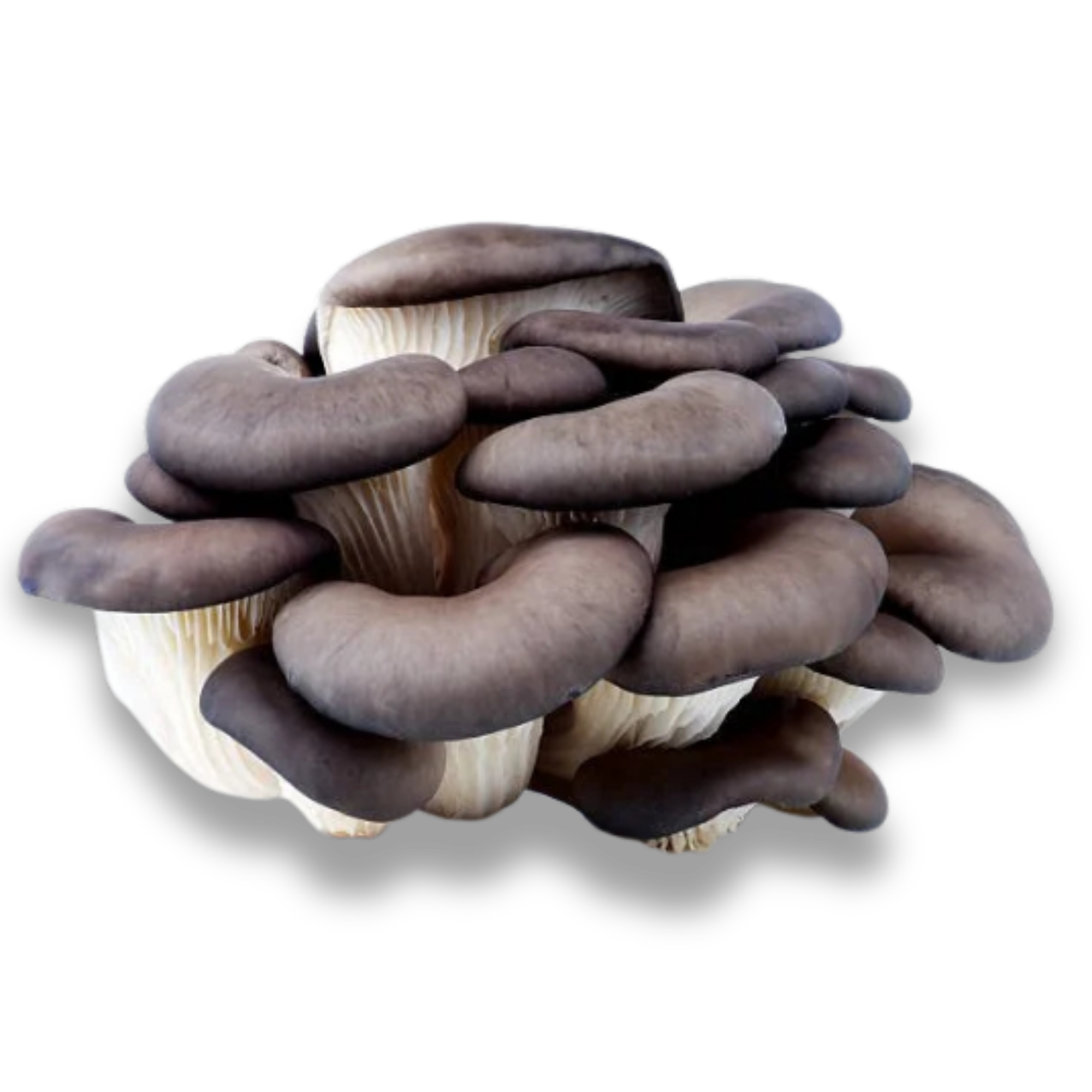 Fresh blue oyster mushrooms grown on Oʻahu.