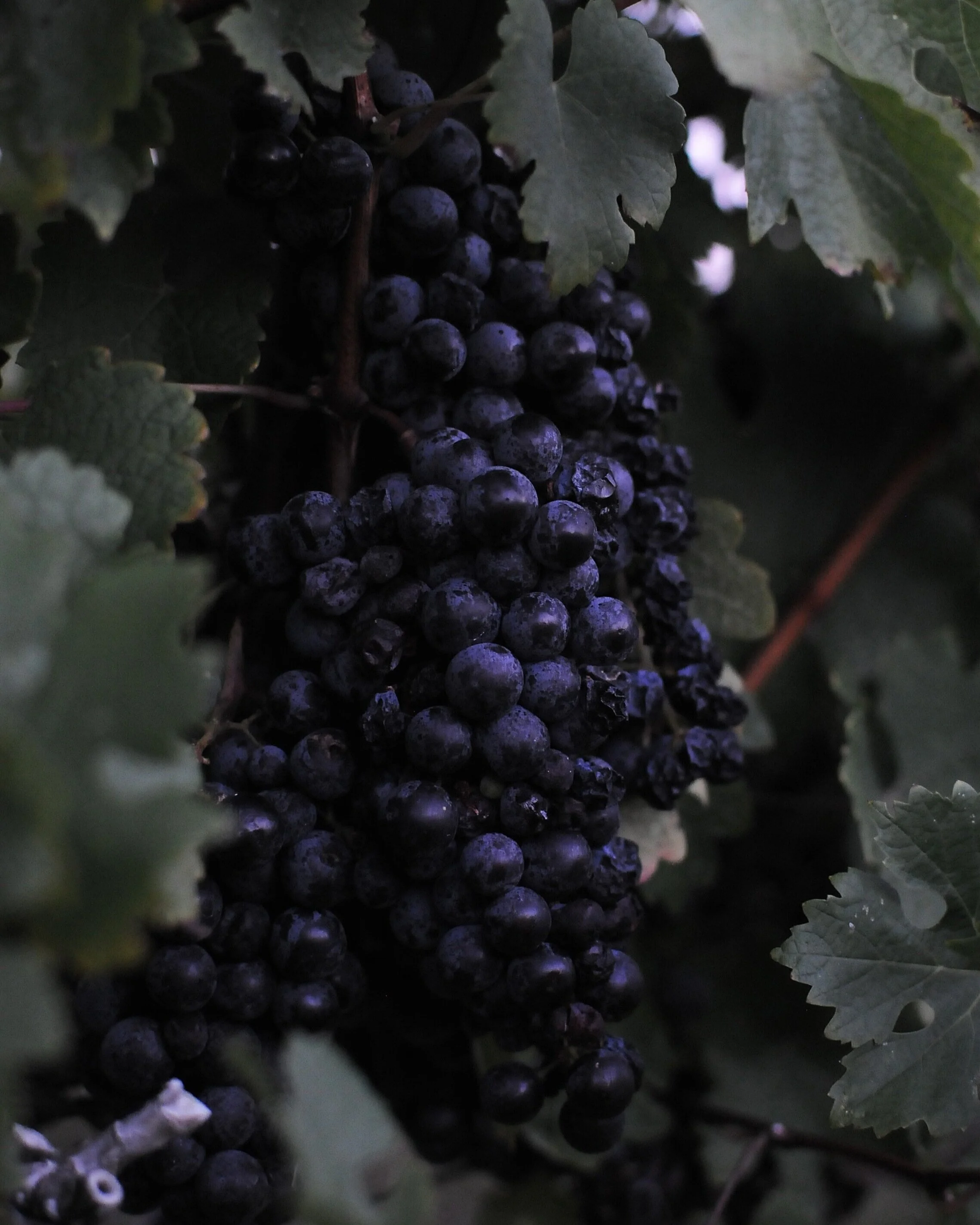 jodie-morgan-hemM2k-akrw-unsplash (1).jpg