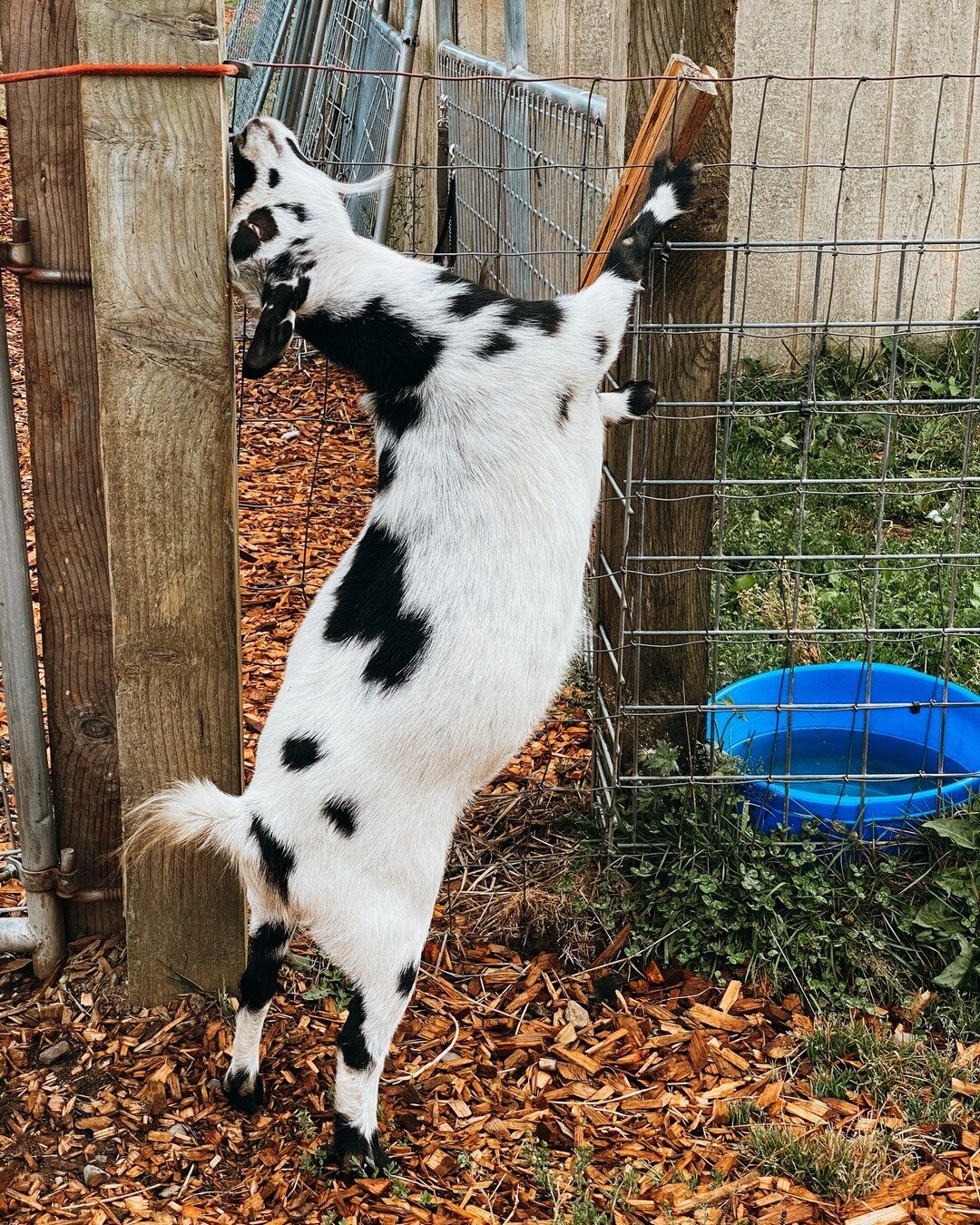 Well that is one way to scratch your head! ⠀⠀⠀⠀⠀⠀⠀⠀⠀
&bull;⠀⠀⠀⠀⠀⠀⠀⠀⠀
Tell me your favorite thing to do on Sunday! We have church (at home, because #covid) and then we do random stuff around the farm and normally eat BLT&rsquo;s for lunch. 😂 Random, 