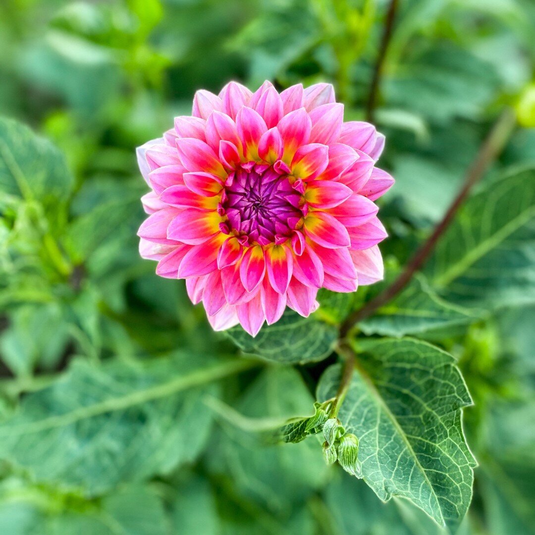 Sunday&rsquo;s are for Dahlia&rsquo;s. I hope everyone has had a relaxing Sunday and a great week. And since it&rsquo;s 2020, bring on September. Please be nice to us! ⠀⠀⠀⠀⠀⠀⠀⠀⠀
&bull;⠀⠀⠀⠀⠀⠀⠀⠀⠀
&bull;⠀⠀⠀⠀⠀⠀⠀⠀⠀
&bull;⠀⠀⠀⠀⠀⠀⠀⠀⠀
#dahlias #growingdahlias