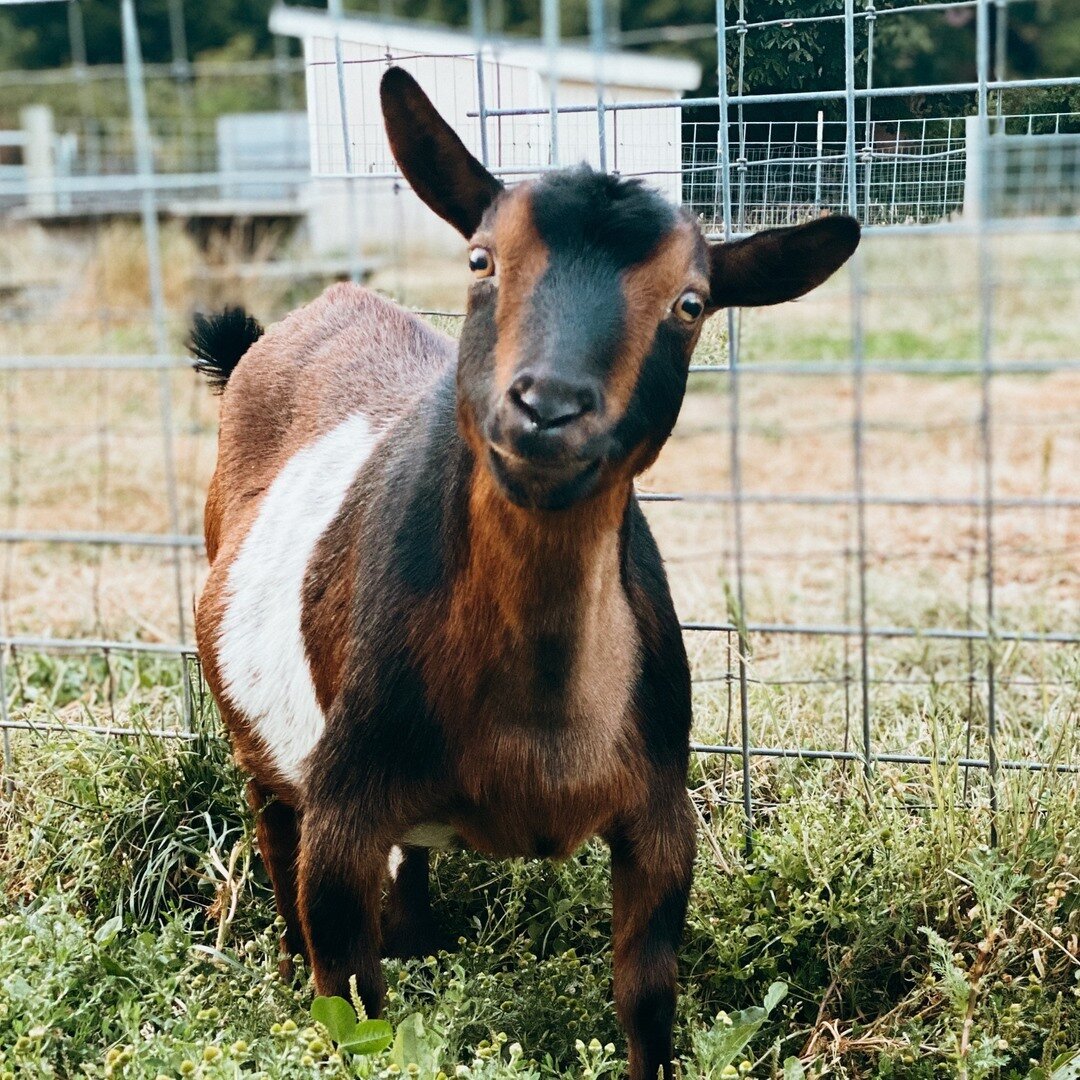 #meetmygoatmonday is back and today I'm introducing GYPSY! Gypsy is the oldest goats in our herd and is an excellent mama and milker. She will be getting bred in the next month or two and will have babies around March. She has beautiful colors and al