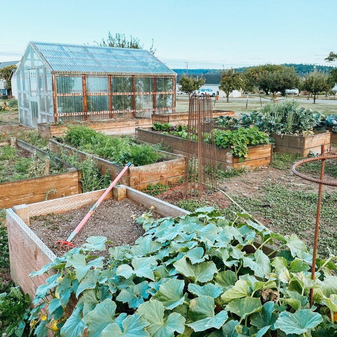 Do you have any goals of building a green house for your garden? If yes, would you be interested in plans for this specific style? Let us know in the comments below! ⠀⠀⠀⠀⠀⠀⠀⠀⠀
&bull;⠀⠀⠀⠀⠀⠀⠀⠀⠀
September 1st is here and our garden is still producing. O