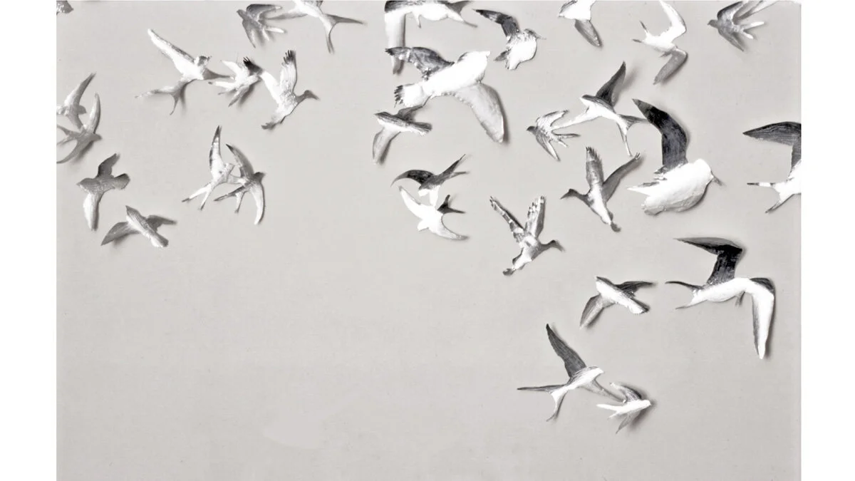 birds 7 template copy.jpg