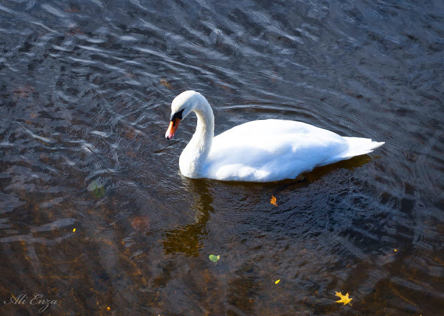 Our Swan friend