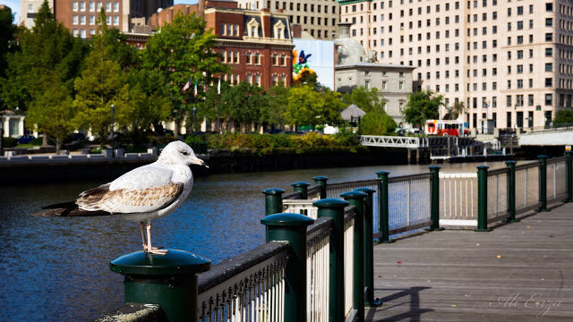 A lovely seagull