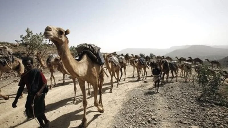 ISKA HOR IMAAD U DHEXEEYA LABA GOBOL EEY KU DHINTEEN 27-QOFOOD.