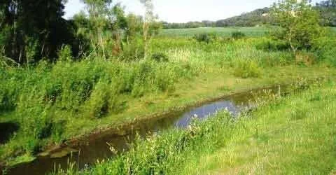 Wildlife area showing a creek bed, prairie, and trees.