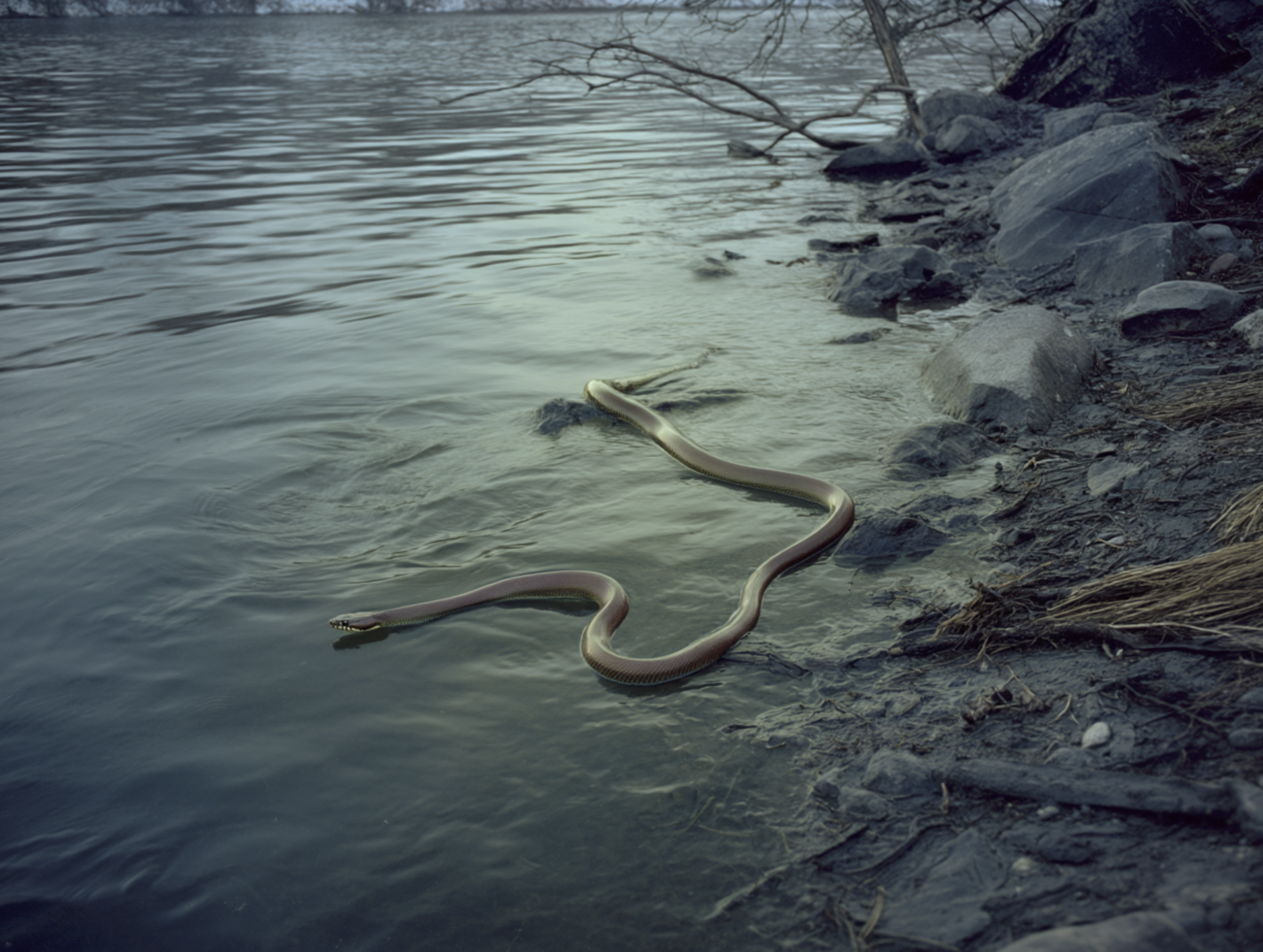 Screenshot 2026-03-03 at 1.57.14 PM.png