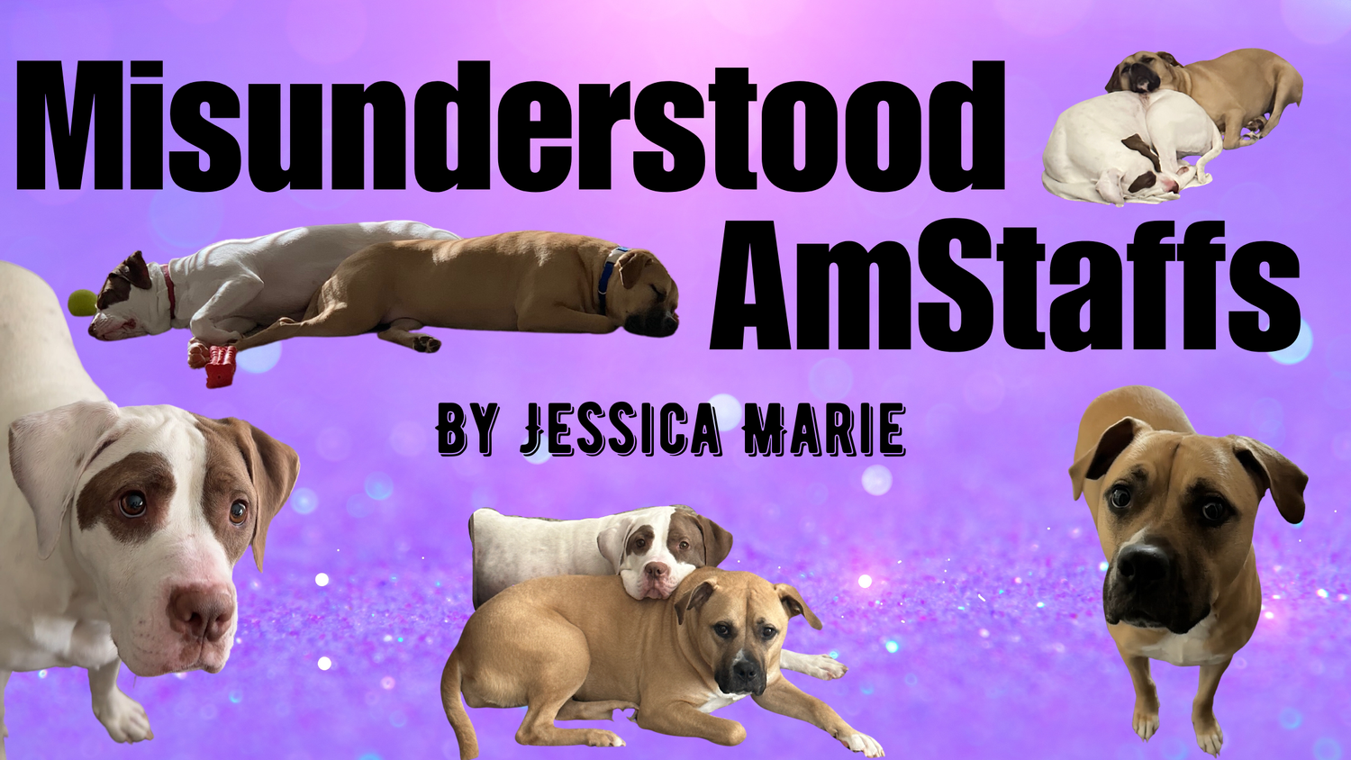 Misunderstood AmStaffs episode artwork