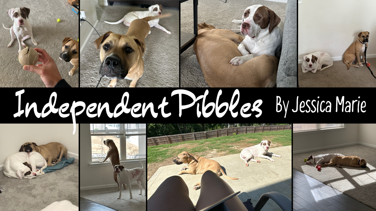 Independent Pibbles episode artwork