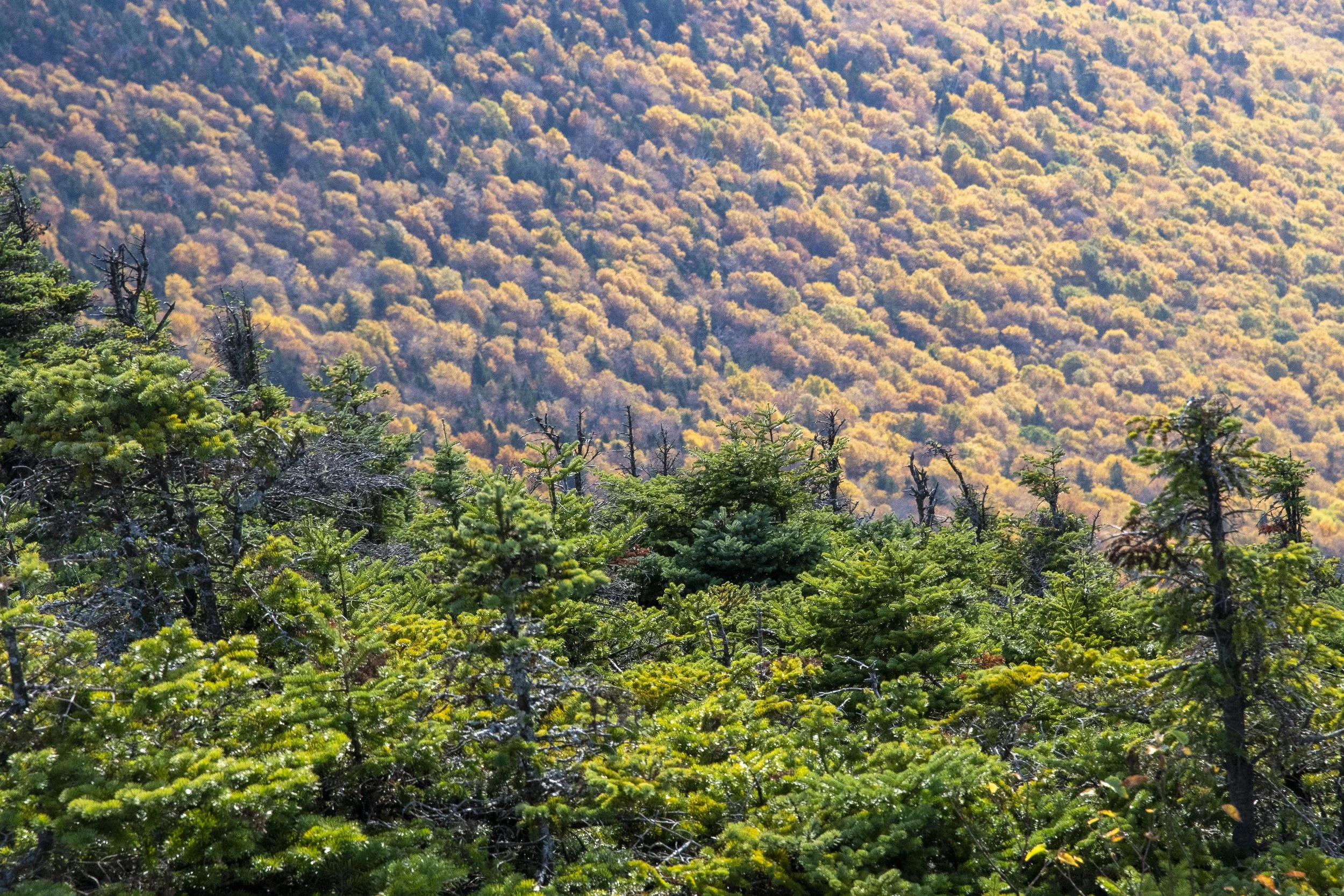 View from gondola to White Mt., NY