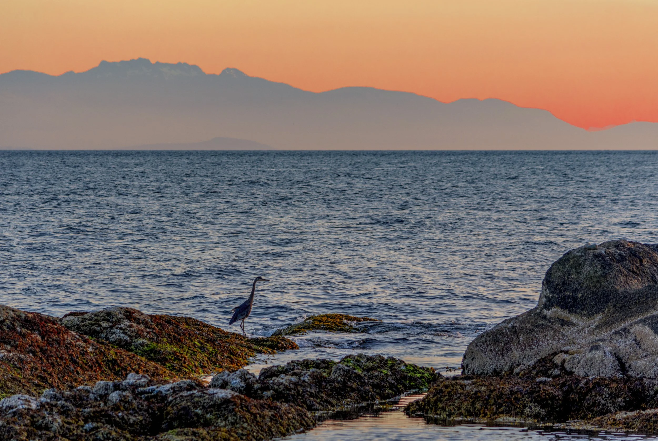 Sunset with Heron on the Sunshine Coast