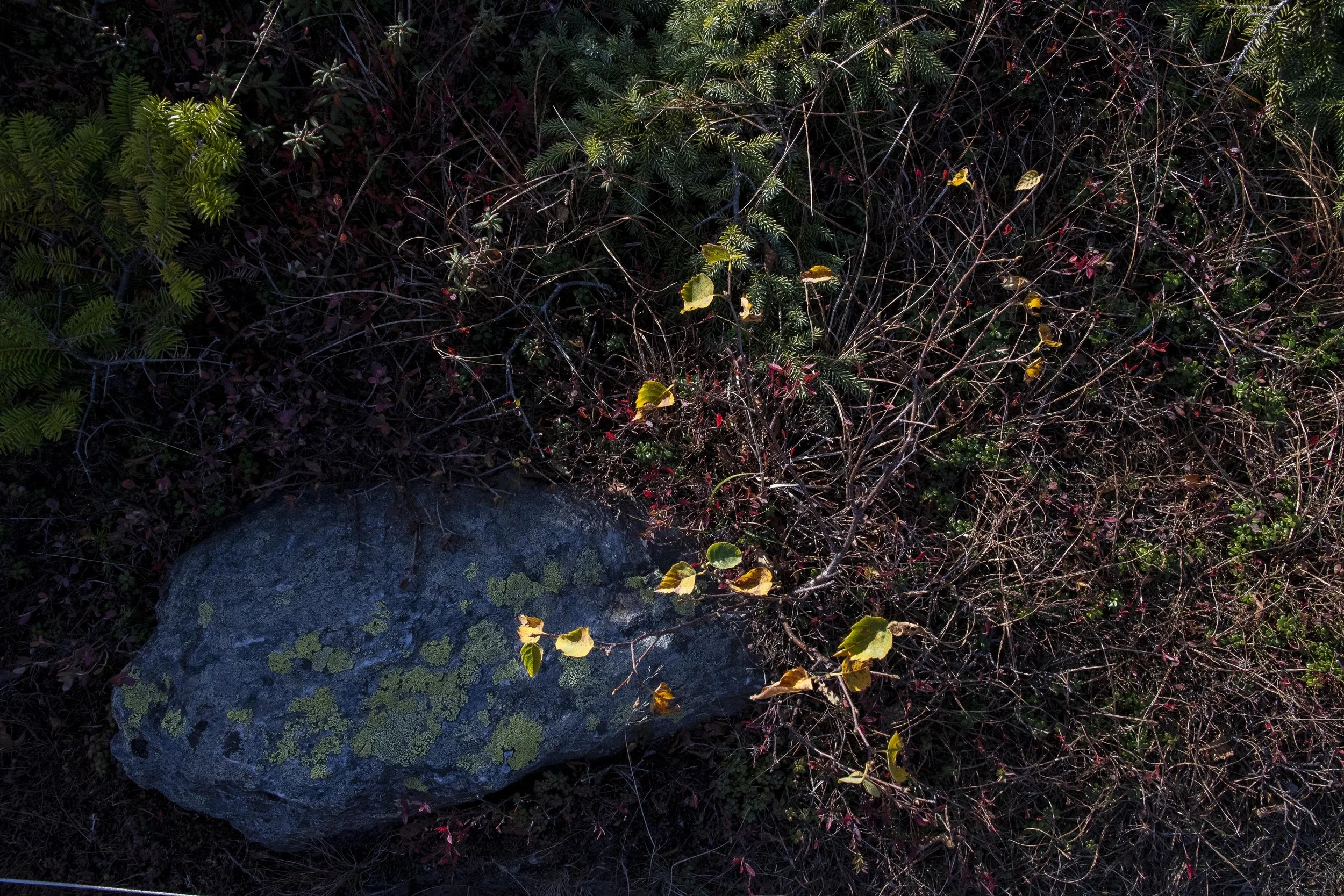 Arctic Tundra Plants Near Mt. Mansfield, VM