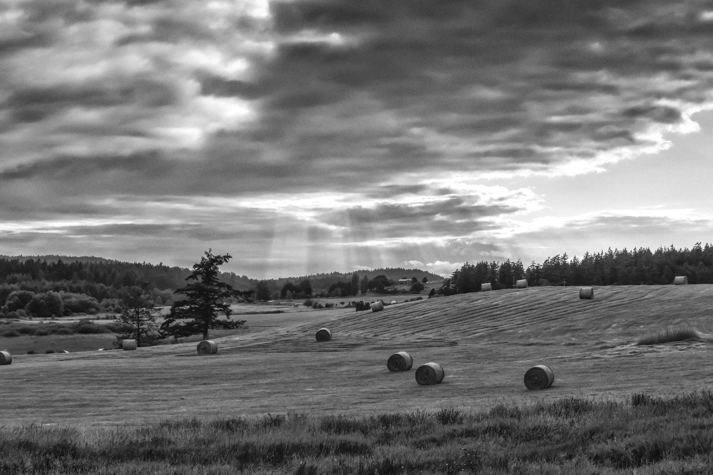Hayfields After a Storm