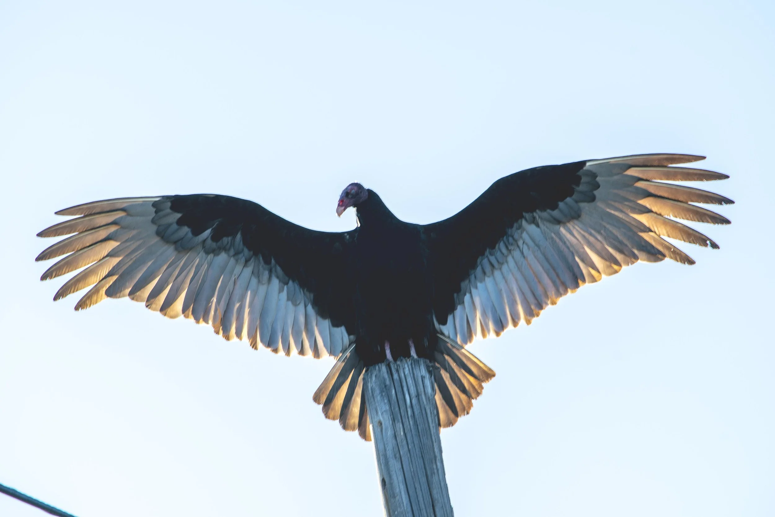 Vulture Sun Bathing in Early Morning Light