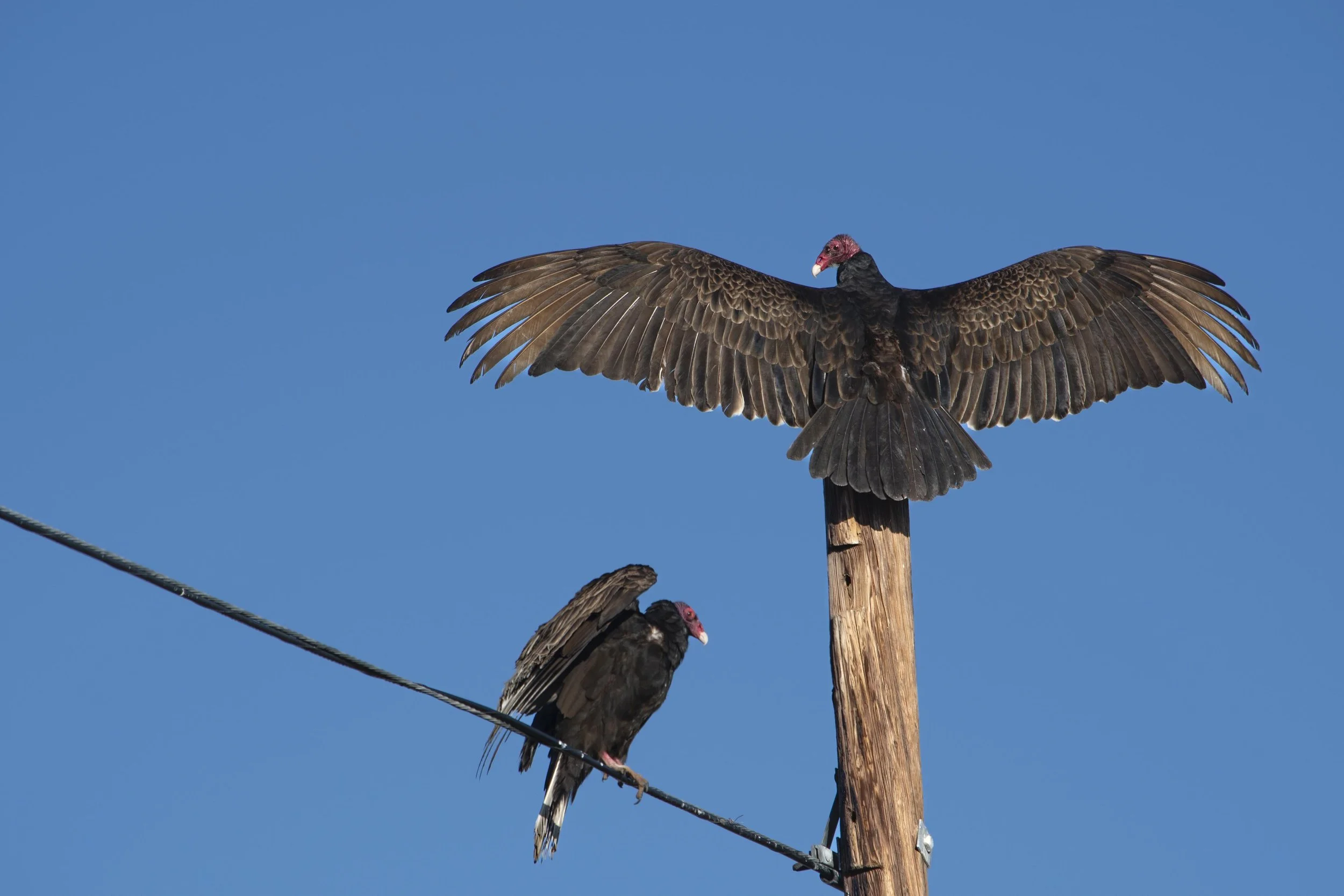 Looking Over the Wall