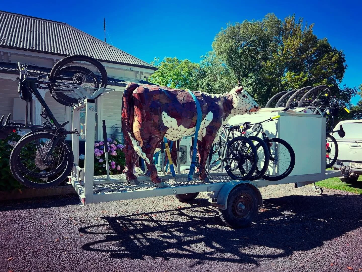 My side hustle as a cycle guide turns out quite handy for bovine bearing. #thanksClare #andalsoJamieeandTom