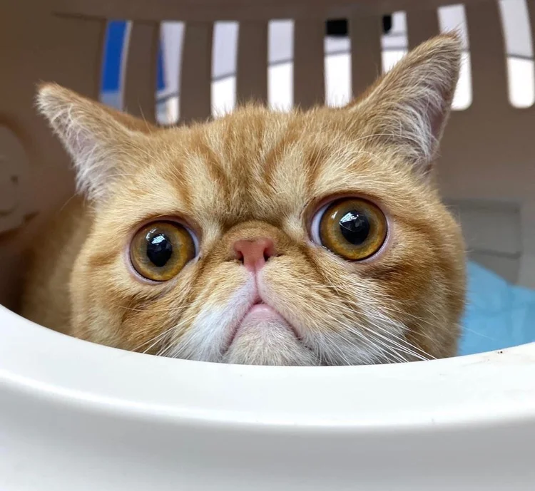 Blog: Hospital News and Vet's Tips for Hong Kong Pets — Victoria 24hr